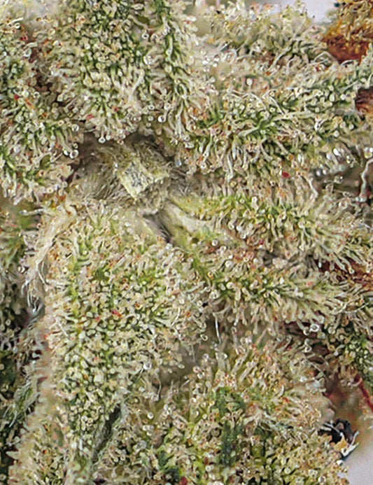 Fleur cbd AMNESIA HAZE INDOOR