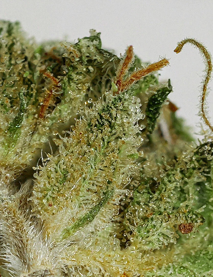 Fleur cbd AMNESIA HAZE INDOOR